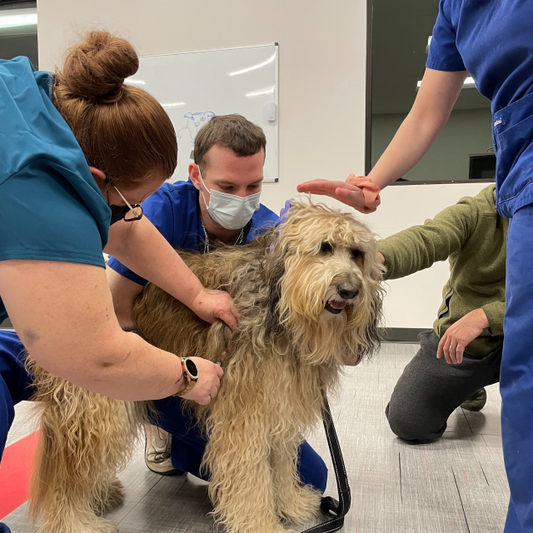 How to Create a Safe and Loving Environment for Your Pets