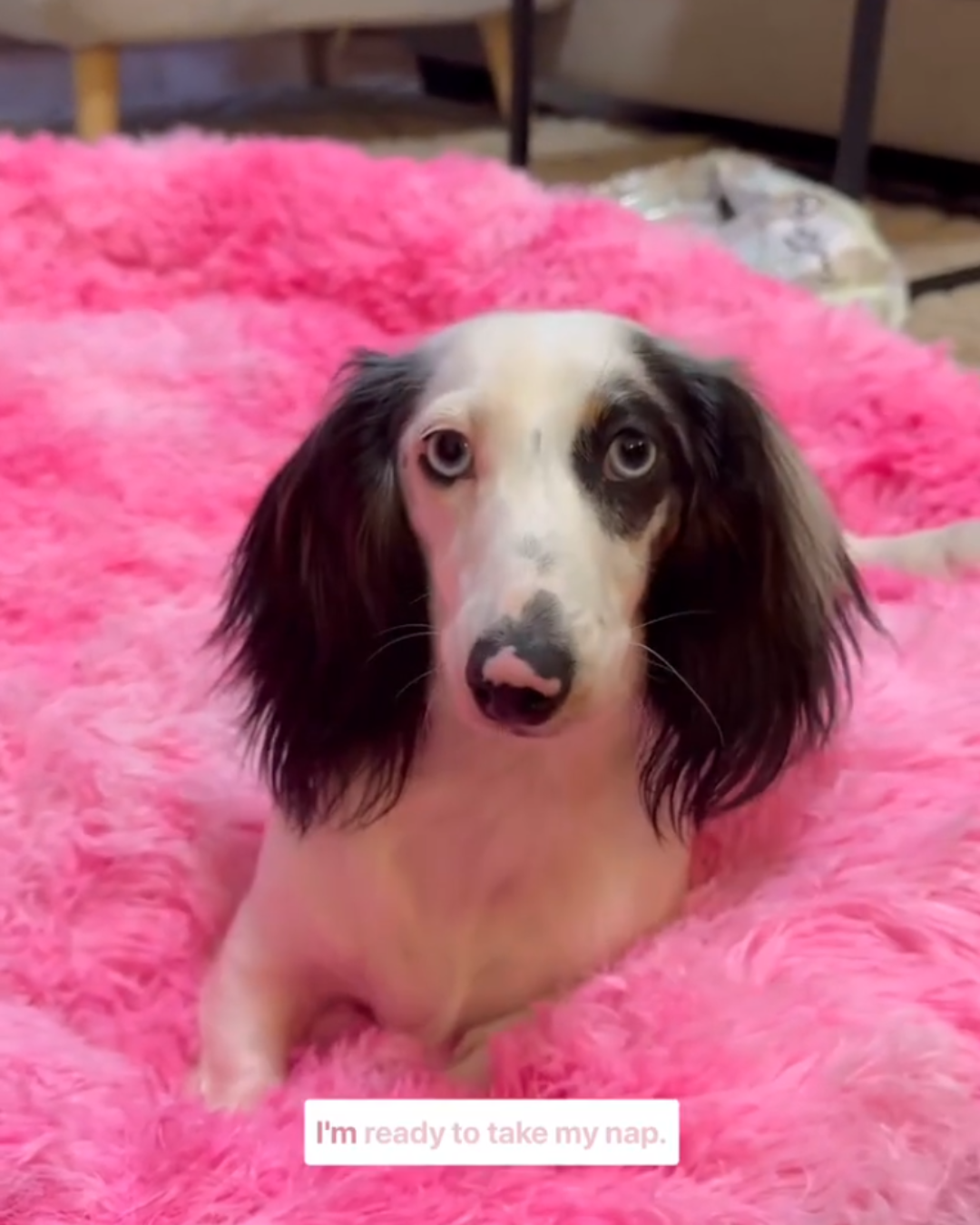 Pink plush pet bed with soft cushioning, offering a cozy and stylish spot for cats and dogs to nap