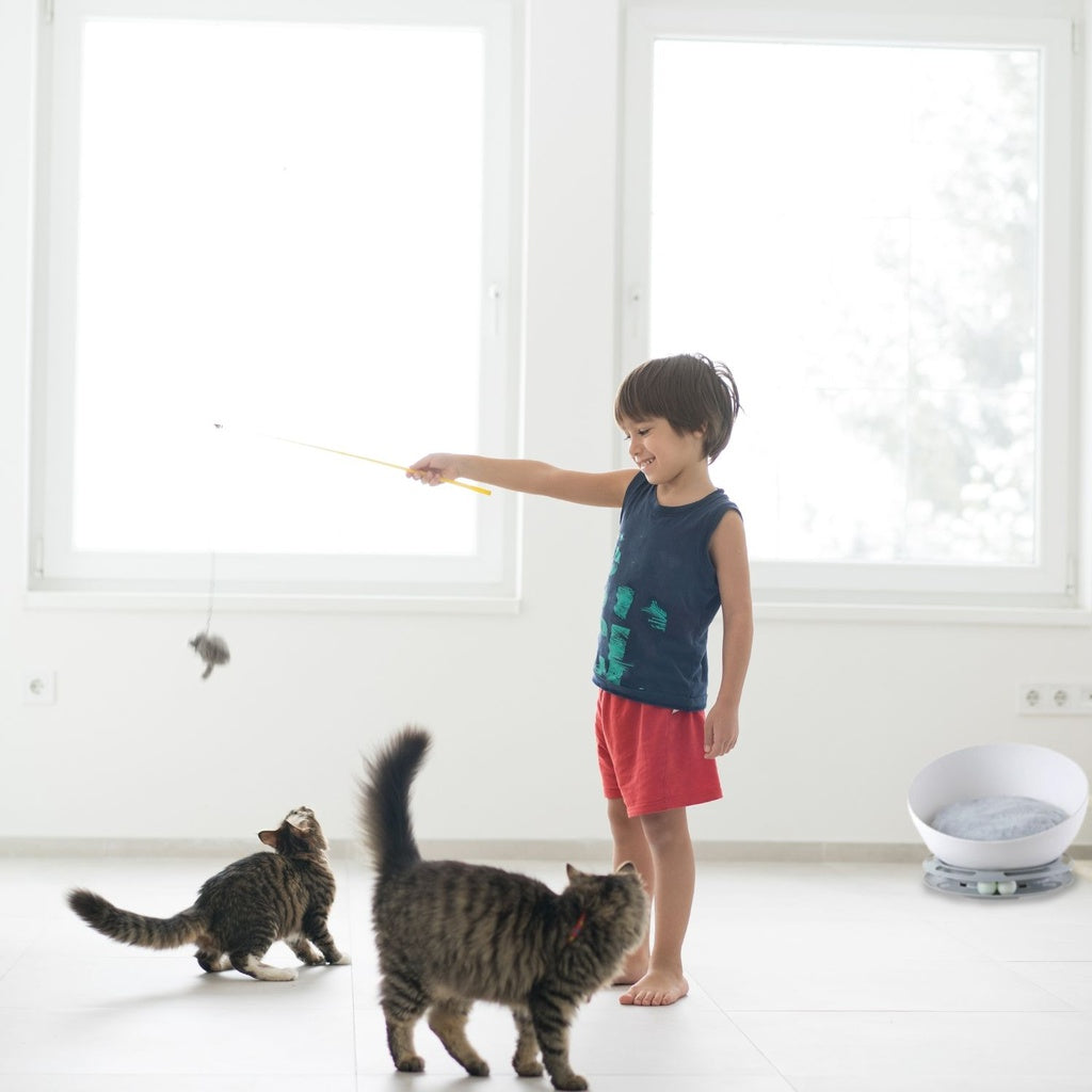 🐾 Floofi 2-in-1 Pet Bed & Turntable Toy for Cats🐱