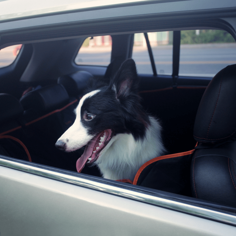 🐾 iBuddy Dog Seat Cover | Car Hammock with Mesh Window & Seat Belt Attachment