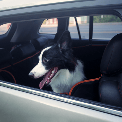 🐾 iBuddy Dog Seat Cover | Car Hammock with Mesh Window & Seat Belt Attachment