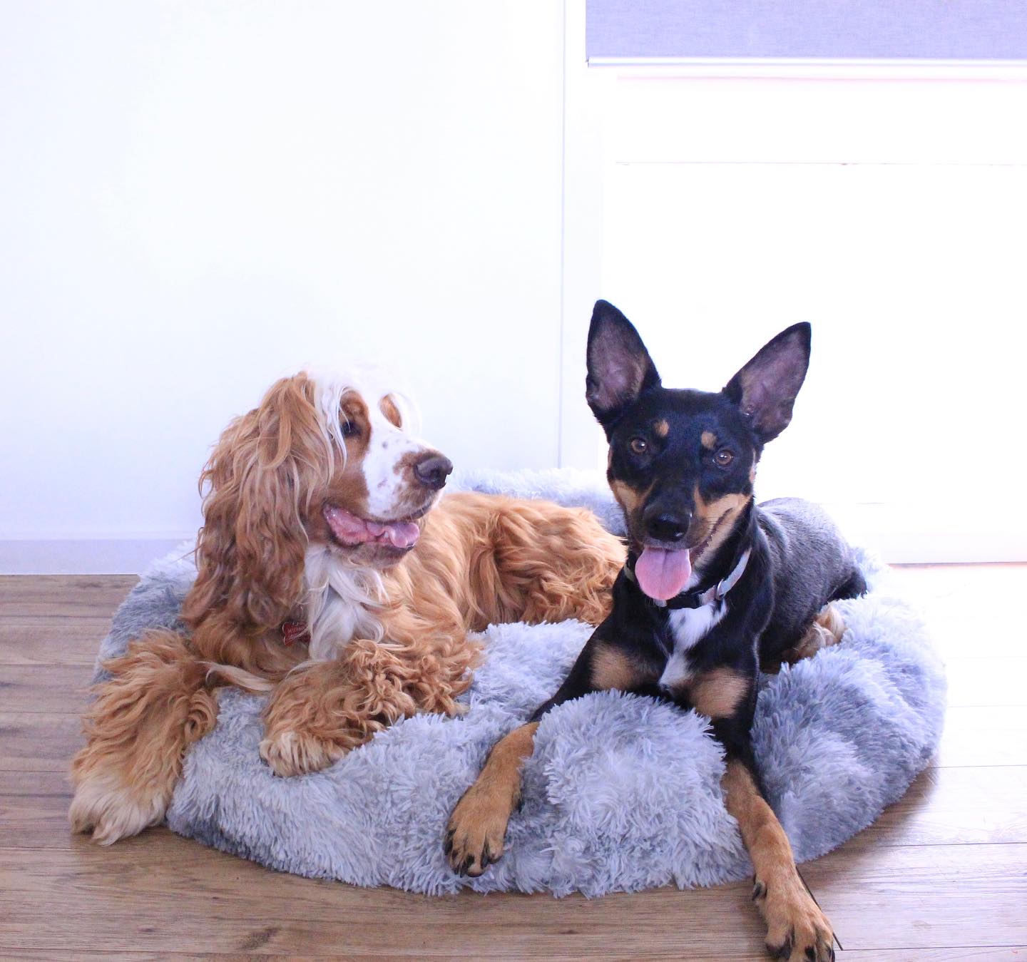 Nap Buddy 💤 (100cm)